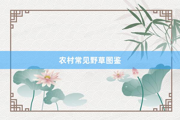 农村常见野草图鉴